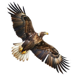 Obraz premium Majestic eagle soaring in clear sky, showcasing detailed wingspan and powerful flight, epitomizing freedom and strength in the wild.
