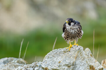 Falcon portrait. Peregrine falcon, Falco peregrinus, perched on stone in kaolin mine. Majestic bird of prey in natural habitat. Wildlife nature. Well-respected falconry bird. Fastest animal in world.
