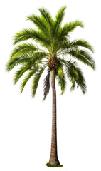 PNG Palm tree plant white background tranquility.