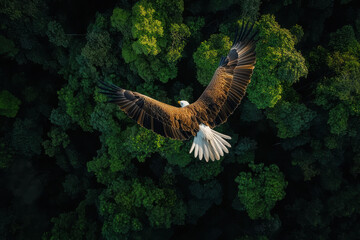 An eagle soaring above a lush green forest, showcasing the beauty of nature.