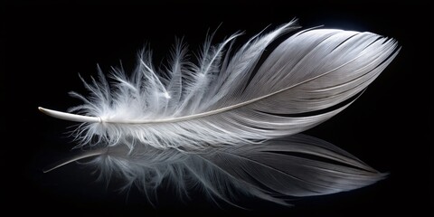 Obraz premium Elegant White Feather on Black: Fashion Photography Background
