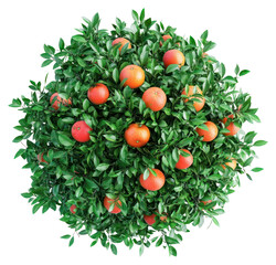 Fototapeta premium PNG Real orange tree leaves leaf fruit.
