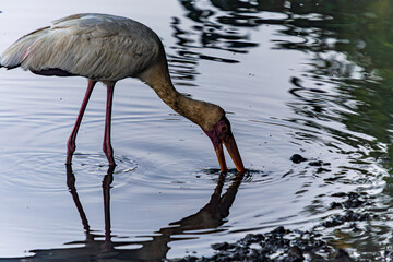 Egret Catching Fish in Water