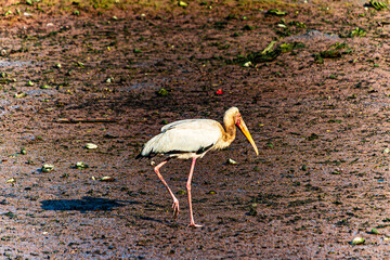 Egret Catching Fish in Water