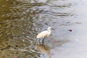 Egret Catching Fish in Water