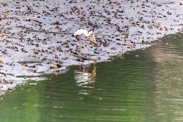 Egret Catching Fish in Water