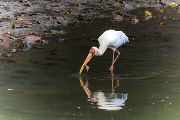 Egret Catching Fish in Water