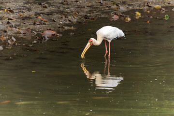 Egret Catching Fish in Water