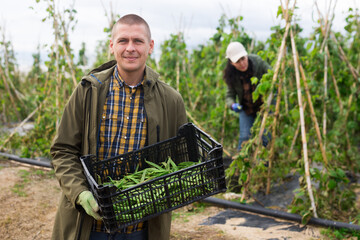 Adult smiling man worker posing with box during harvesting of beans in a garden