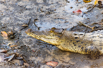 Reptile Sunbathing by the Water