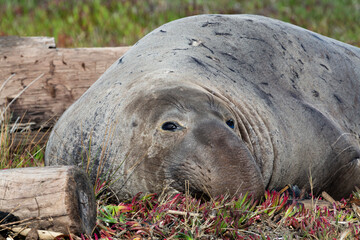 elephant seal resting