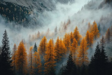 Golden Larches in Misty Autumn Forest with Soft Fog and Morning Sunlight in Alps Mountains