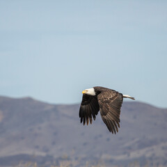 bald eagle in flight