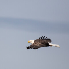 bald eagle in flight