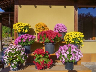 光を浴びて輝く満開のカラフルな小菊の花