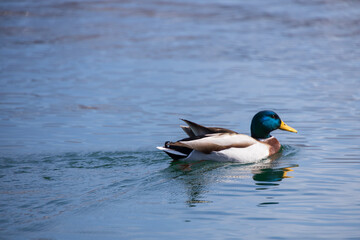 Mallard swimming on the lake