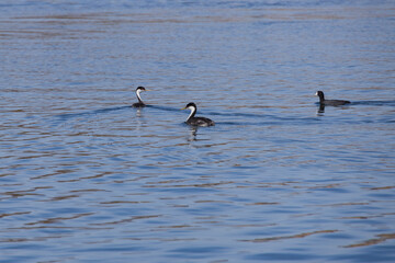 Clark's grebe and coot in the lake