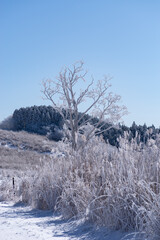美しい霧氷の木々と青空