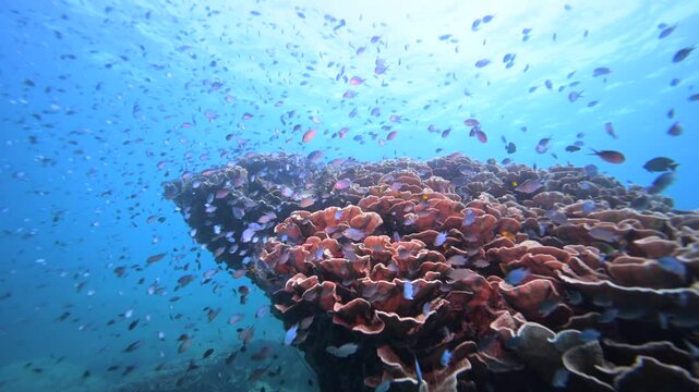 Fish schooling above pristine healthy hard coral reef