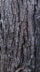 Fototapeta premium close up view of wood texture