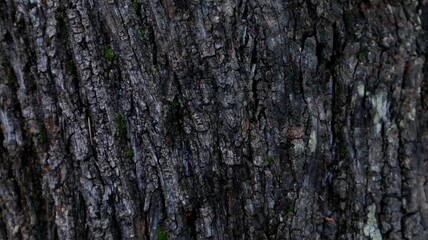 Naklejka premium close up view of wood texture