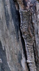 close up view of wood texture