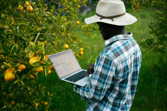 Farmer inspects a citrus tree using technology.