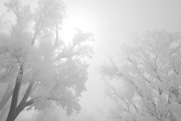 Misty winter morning with frosted trees in a serene landscape illuminated by soft sunlight. Generative AI