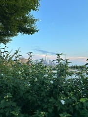 trees over new york city