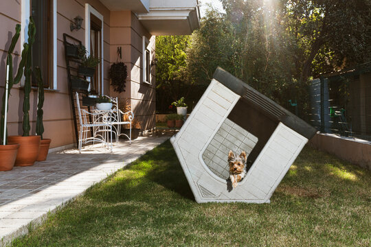 Little dog jumping out from an upside down doghouse