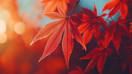 Maple leaves glow in autumn's warmth as the sky turns blue and days shorten
