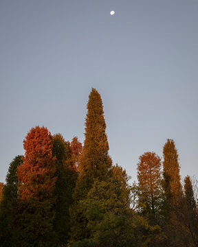 Autumnal background