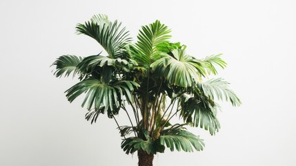 Obraz premium Lush green palm tree studio shot, white background, interior design