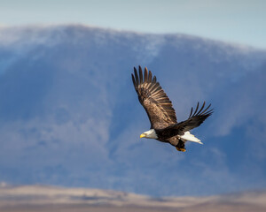 bald eagle in flight