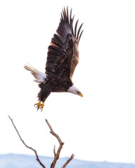 American Bald Eagle