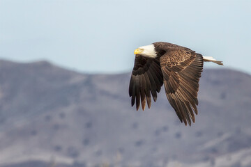 Obraz premium american bald eagle