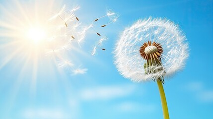 Obraz premium Dandelion seeds drifting in the breeze on a sunny day in springtime, capturing the essence of nature's beauty