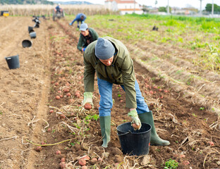 Man working on autumn farmer field, picking early potatoes