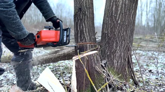 Cutting logs use chainsaw in forest. Woodcutter with Chainsaw on Hardwood Firewood. Firewood for heating a house. Chainsaw cutting tree wood log for home. Deforestation and forest clearance. 