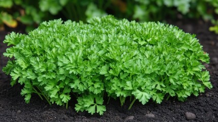 Parsley leaves in crisp focus growing in a garden bed, with soft sunlight casting gentle shadows on the surrounding soil and plants.