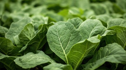 Rows of leafy greens flourishing in an organic farm field, their vibrant colors reflecting the purity of sustainable farming.