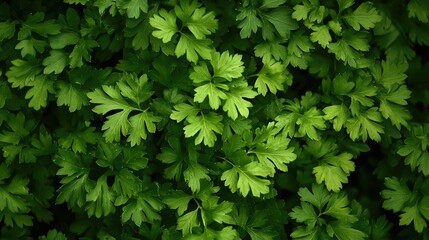 Rows of parsley growing in an outdoor garden bed, their bright green leaves creating a vivid and fresh scene under natural sunlight.