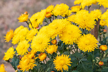 Srinagar, Jammu and Kashmir, India. Yellow flowers in a formal garden.
