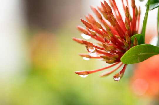red ixora wet green leaves garden flower with water drops on a blurred garden background. Focus concept. Space for text. Floral nature