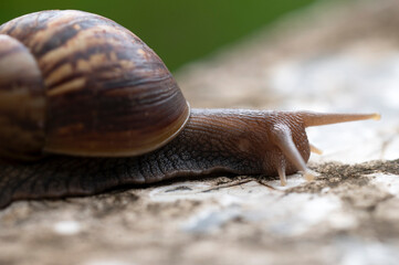 garden snails and slugs urban snails herbivorous animal Phylum Mollusca, from Latin molluscus mole, invertebrate molluscs
