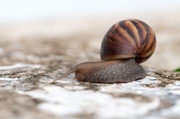 garden snails and slugs urban snails herbivorous animal Phylum Mollusca, from Latin molluscus mole, invertebrate molluscs