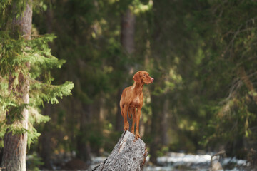 A Viszla dog exploring beneath pine tree branches, its face partially visible amidst the greenery....