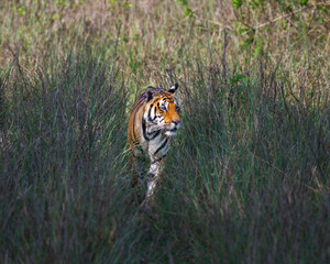 Large male Bengal Tiger standing in tall grass looking over territory.