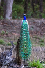 Obraz premium Peacock perched on a log with his train of feathers trailing down the log from behind.