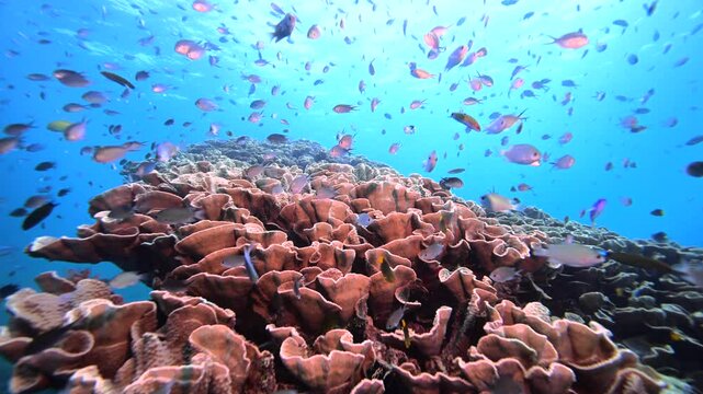 Fish schooling above pristine healthy hard coral reef